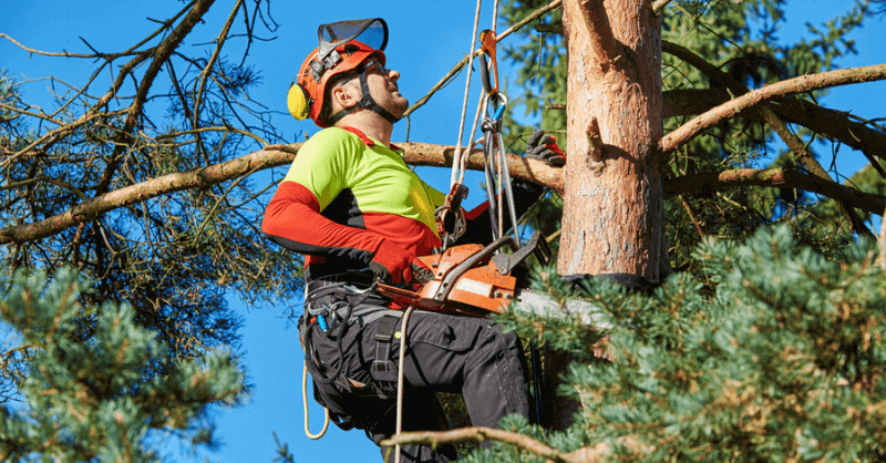 Tree Felling