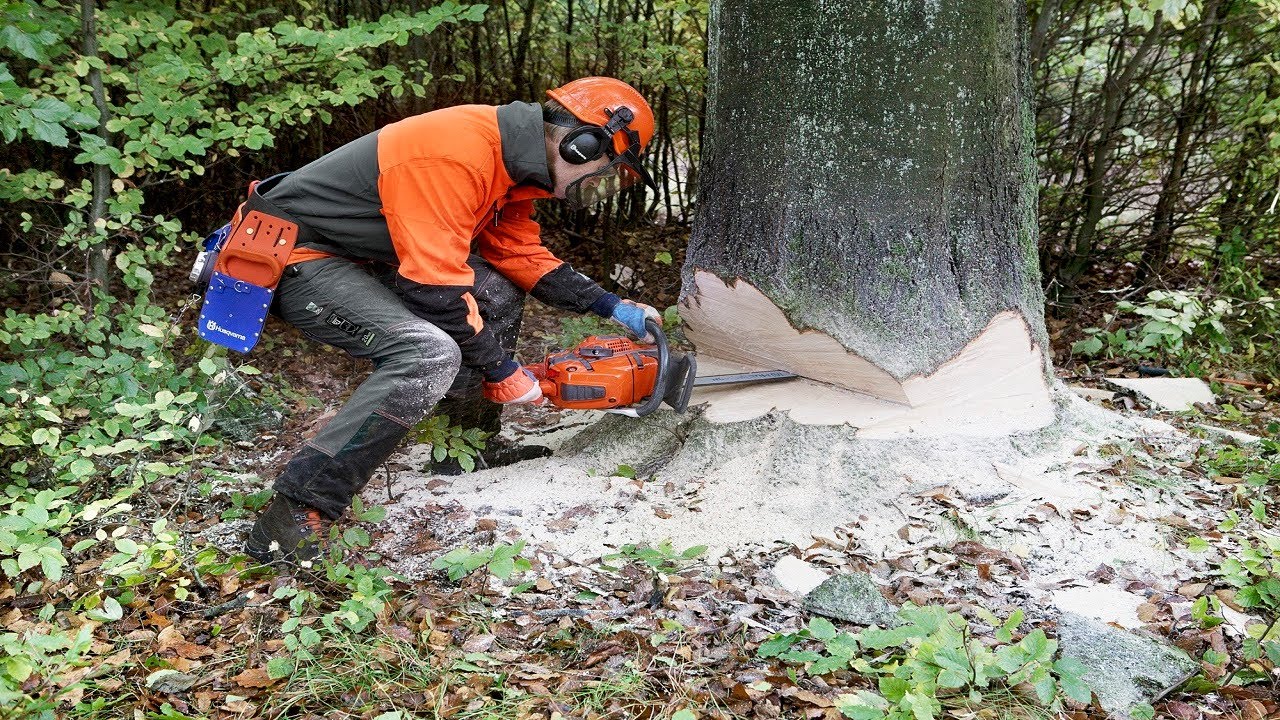 How to Cut Down a Tree
