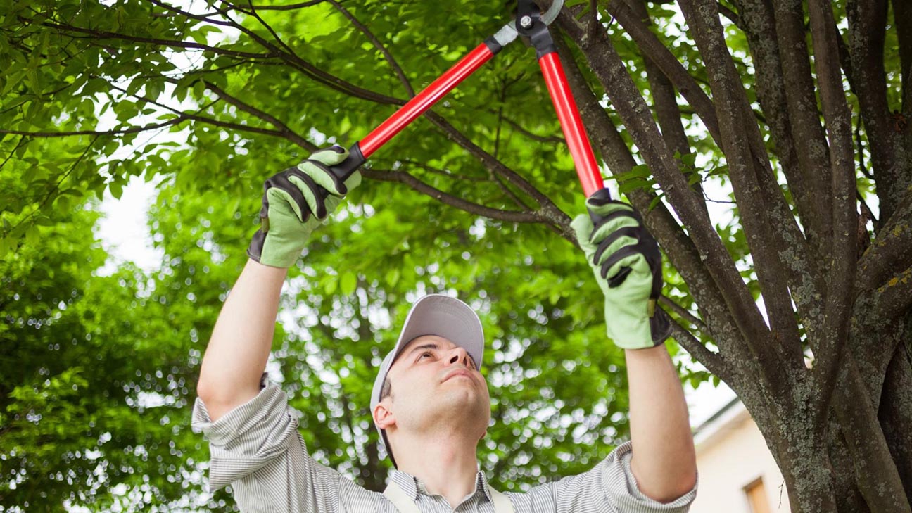 Regular Tree Surgery