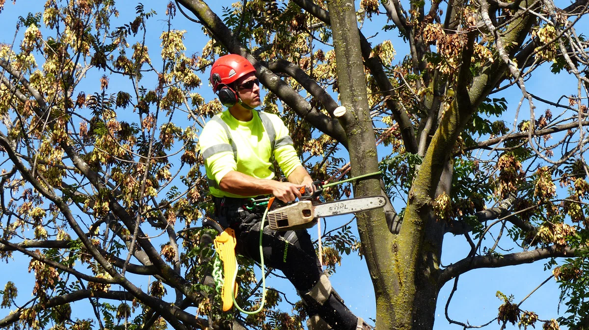 Impact of Tree Removal