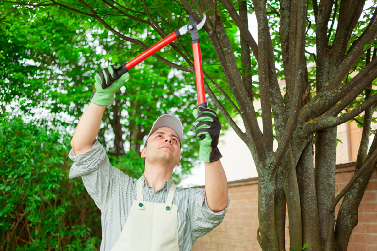 Importance of Regular Tree Surgery