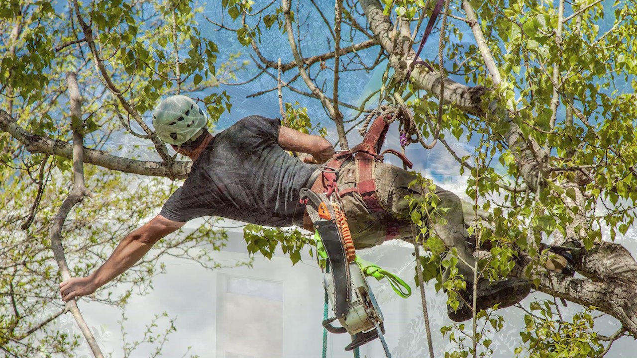 Tree Removal Safety Guidelines