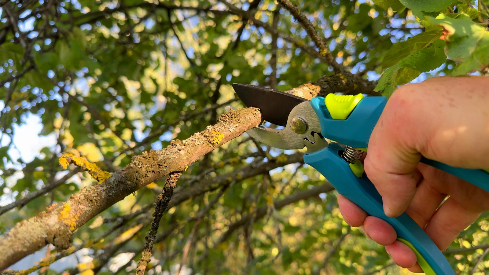 Why Is Regular Tree Maintenance Essential for Tree Health