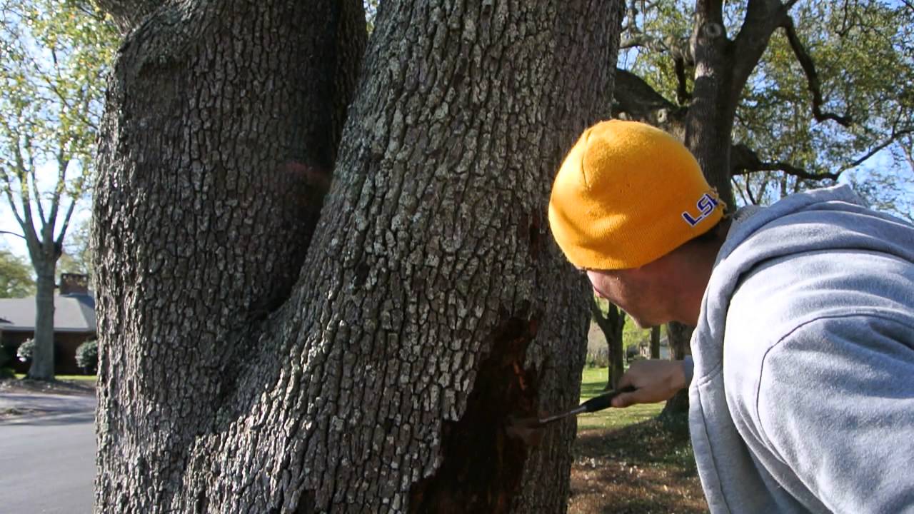 How Do Tree Surgeons Safely Treat Tree Fungus Issues